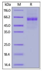 Human IL-12A, Fc Tag on SDS-PAGE under reducing (R) condition. The gel was stained overnight with Coomassie Blue. The purity of the protein is greater than 92%.